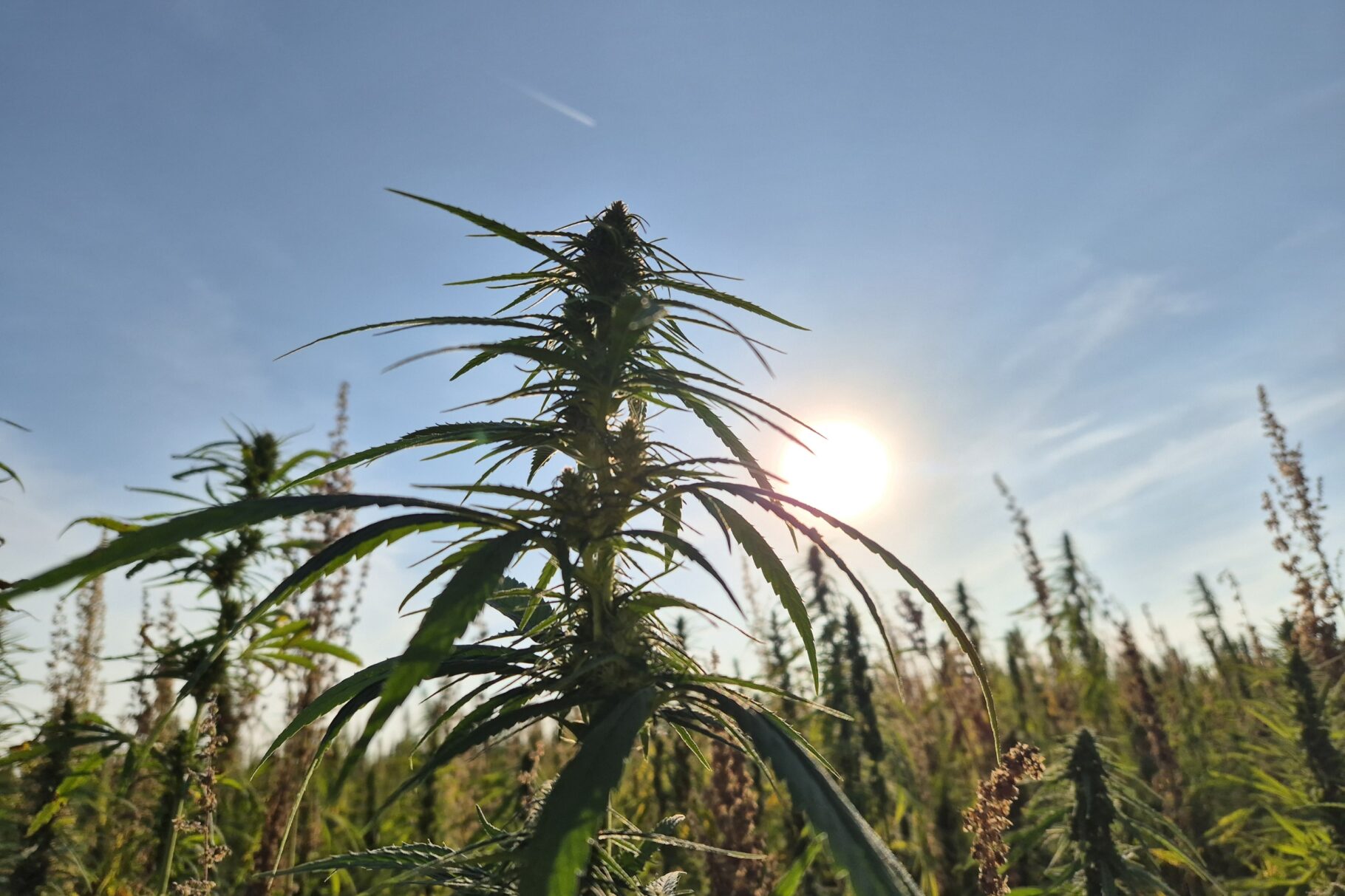 20250820 181011 resized