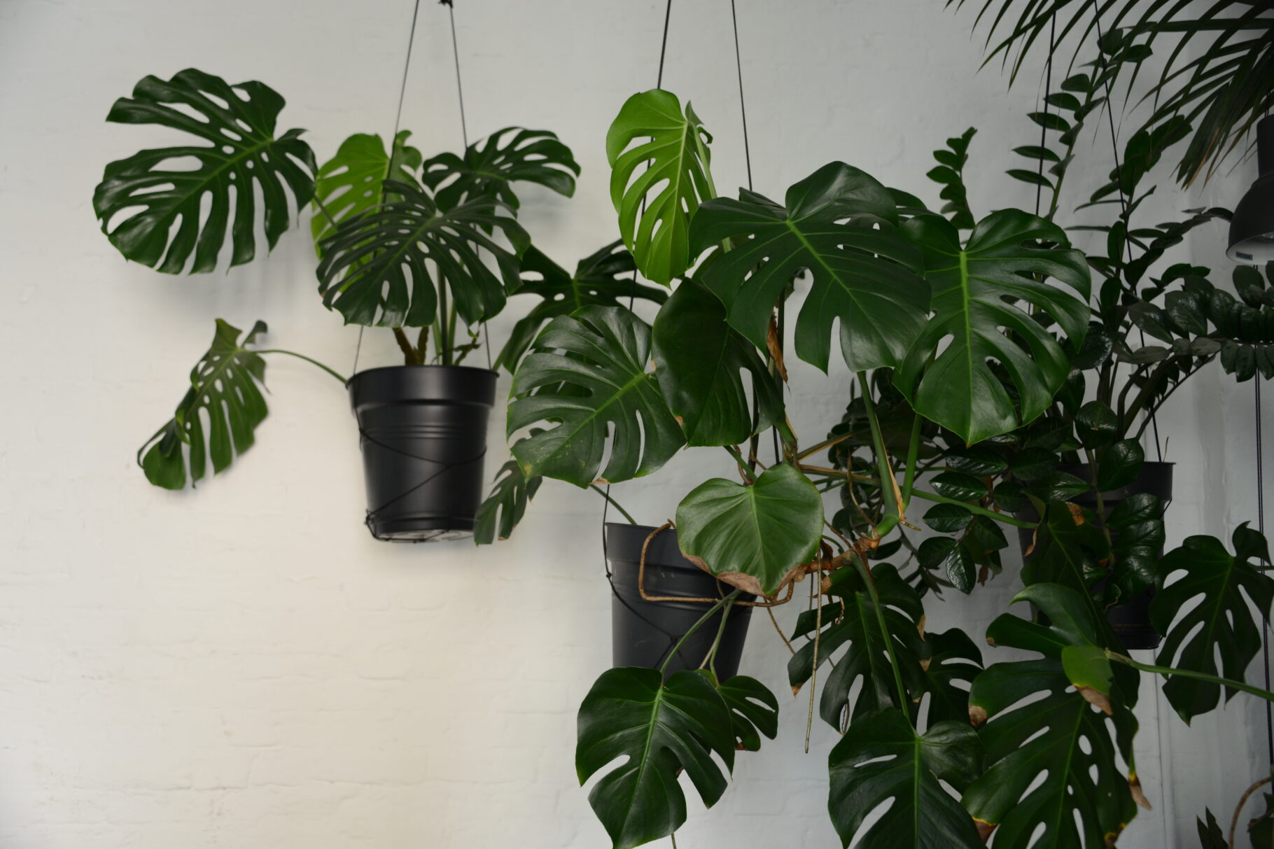 BVMW Netzwerkveranstaltung Liane Berlin Pflanzen