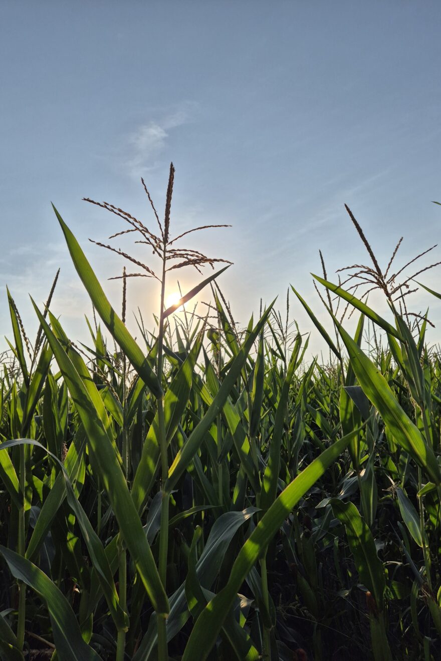 20250820 184029 resized