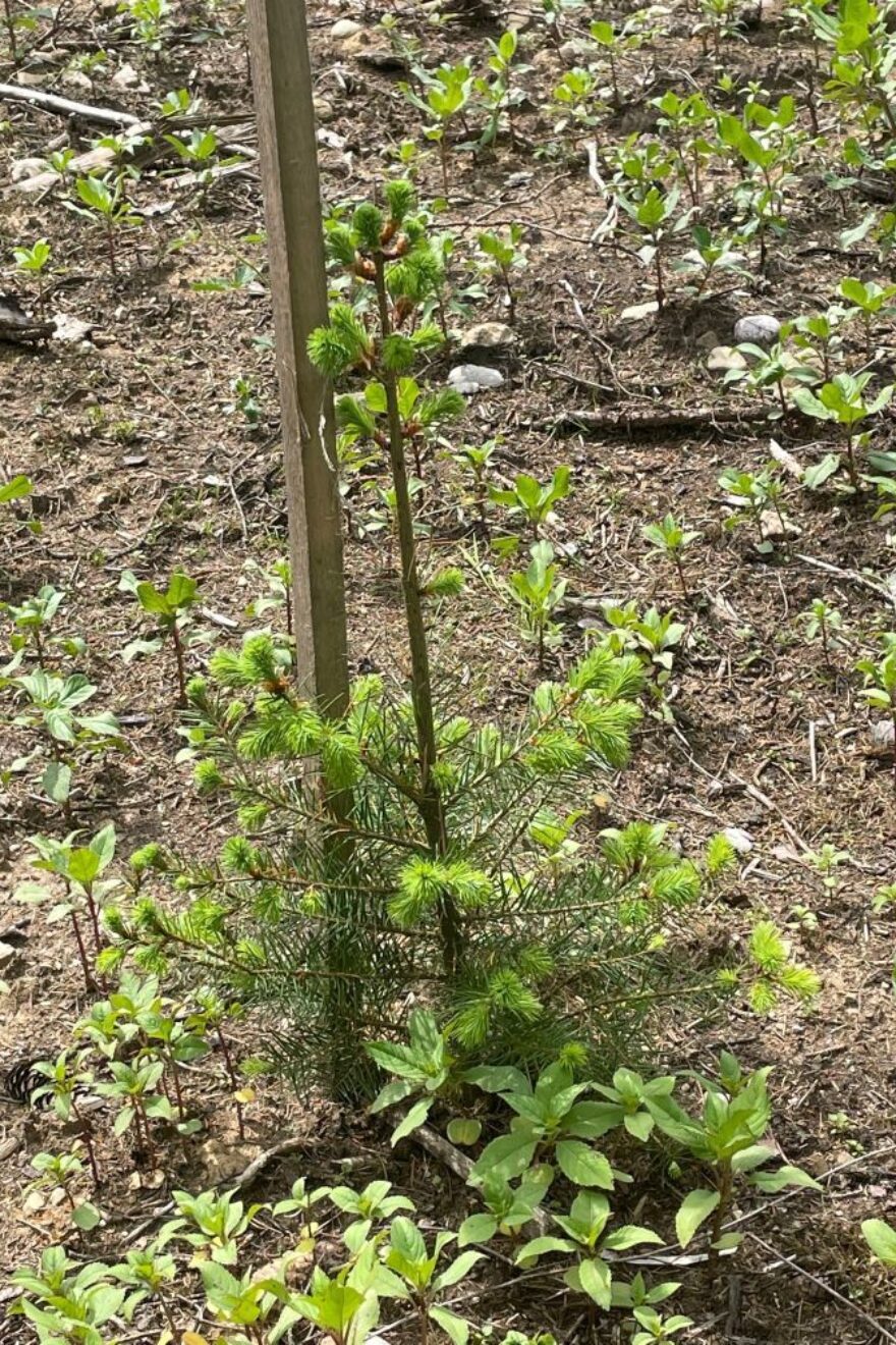 BVMW Zukunftswald Douglasie Setzling Mai 2022