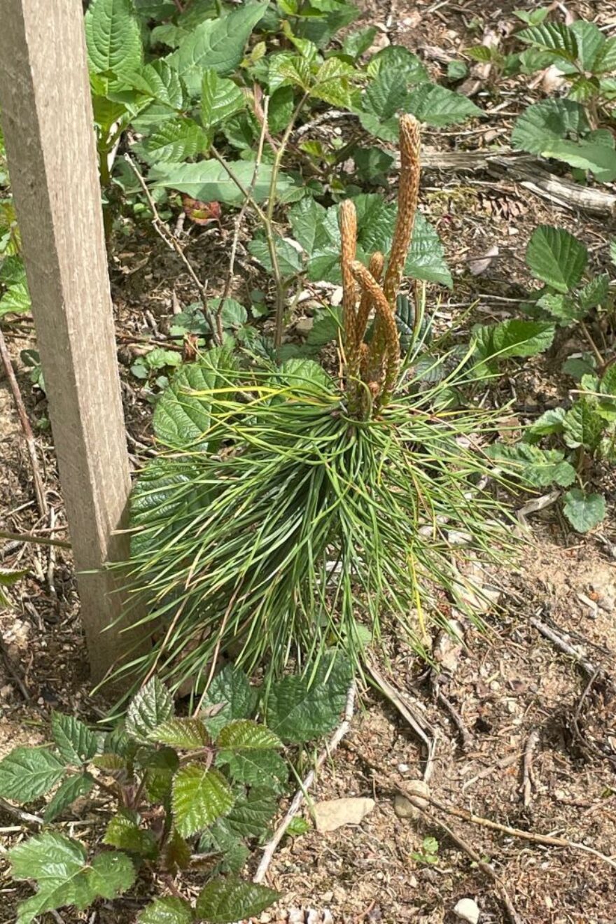 BVMW Zukunftswald Schwarzkiefer Setzling Mai 2022