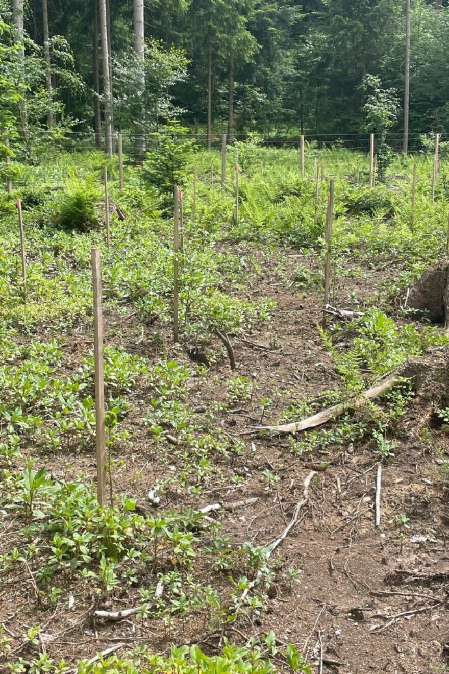 BVMW Zukunftswald Anpflanzung Mai 2022