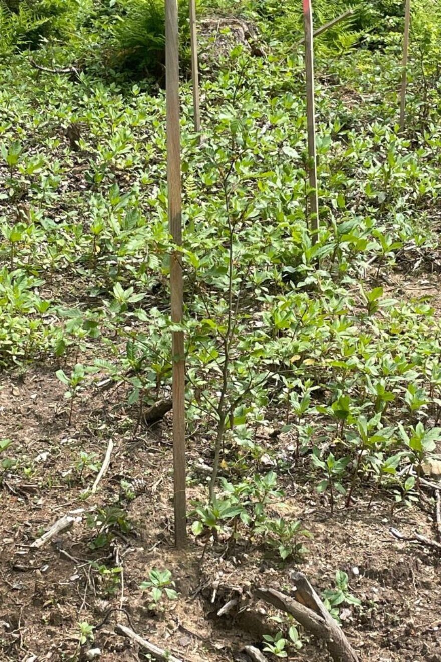 BVMW Zukunftswald Elsbeere Setzling Mai 2022