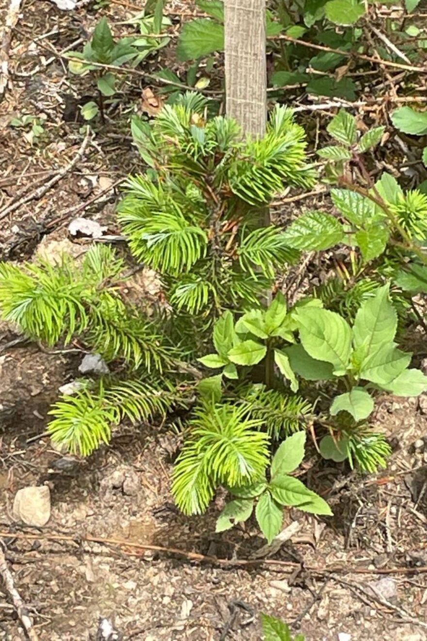 BVMW Zukunftswald Douglasie Setzling Mai 2022