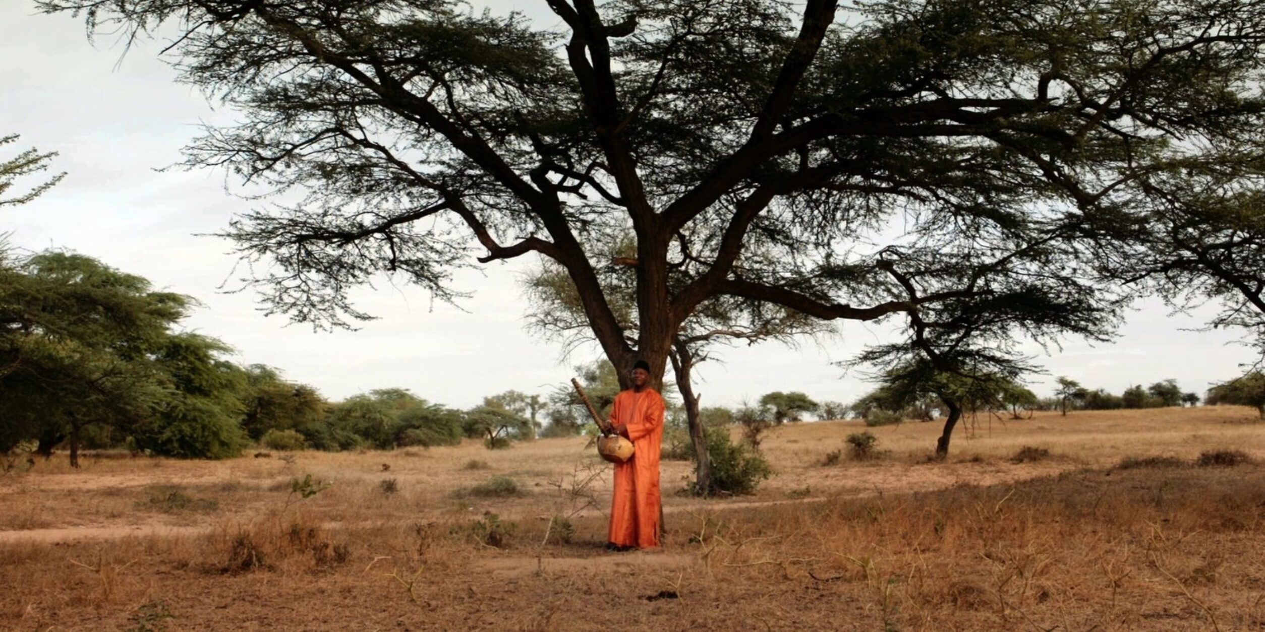 der waldmacher film dokumentation baum Der Musiker Ablaye Cissoko spielt die Cora – ein traditonelles Instrument – und singt über die Bedeutung der Bäume.