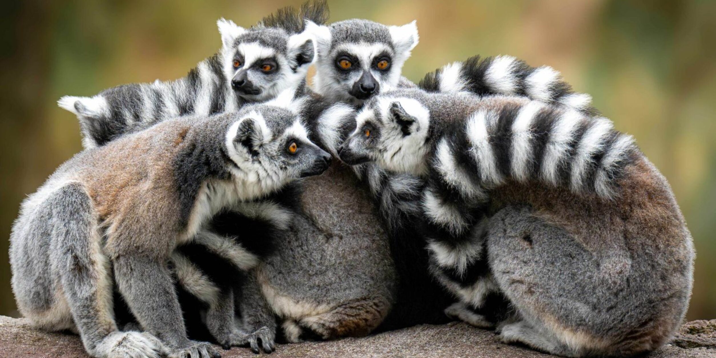 Header Hammer Tierpark als Partner für Unternehmen, sommerlicher Netzwerkabend