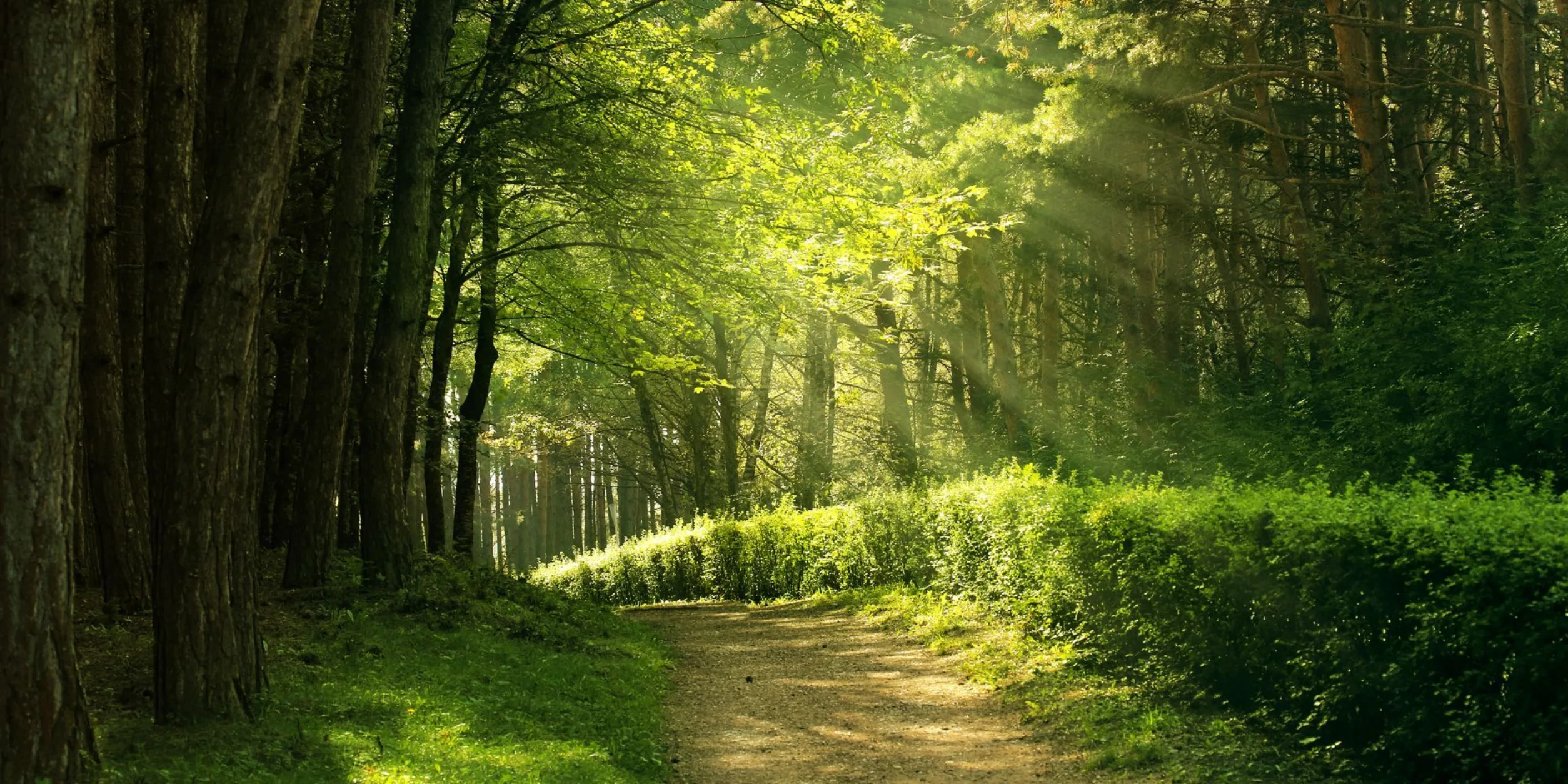 Waldweg