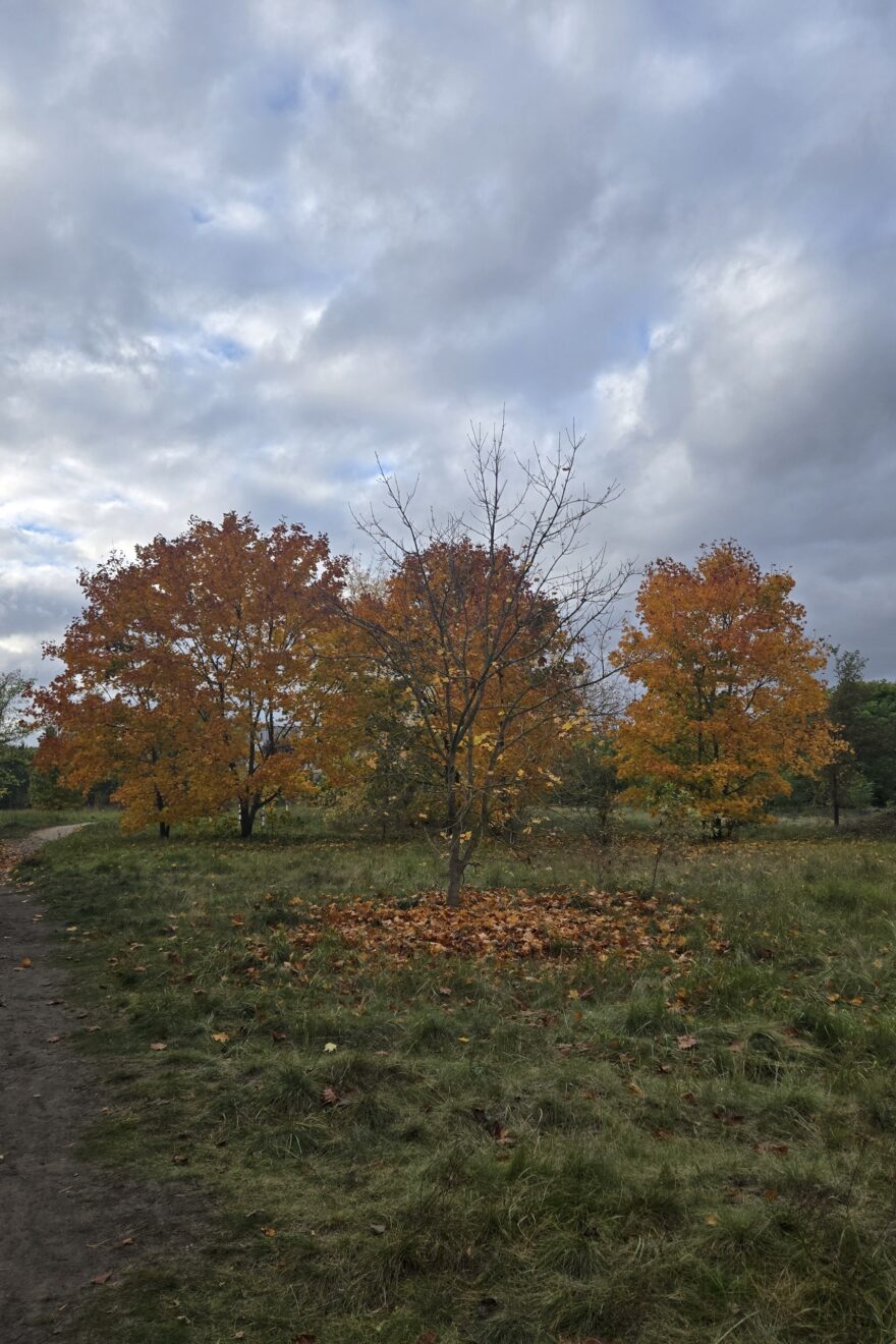 2025-1017 Coaching-Wanderung Wuhlheide