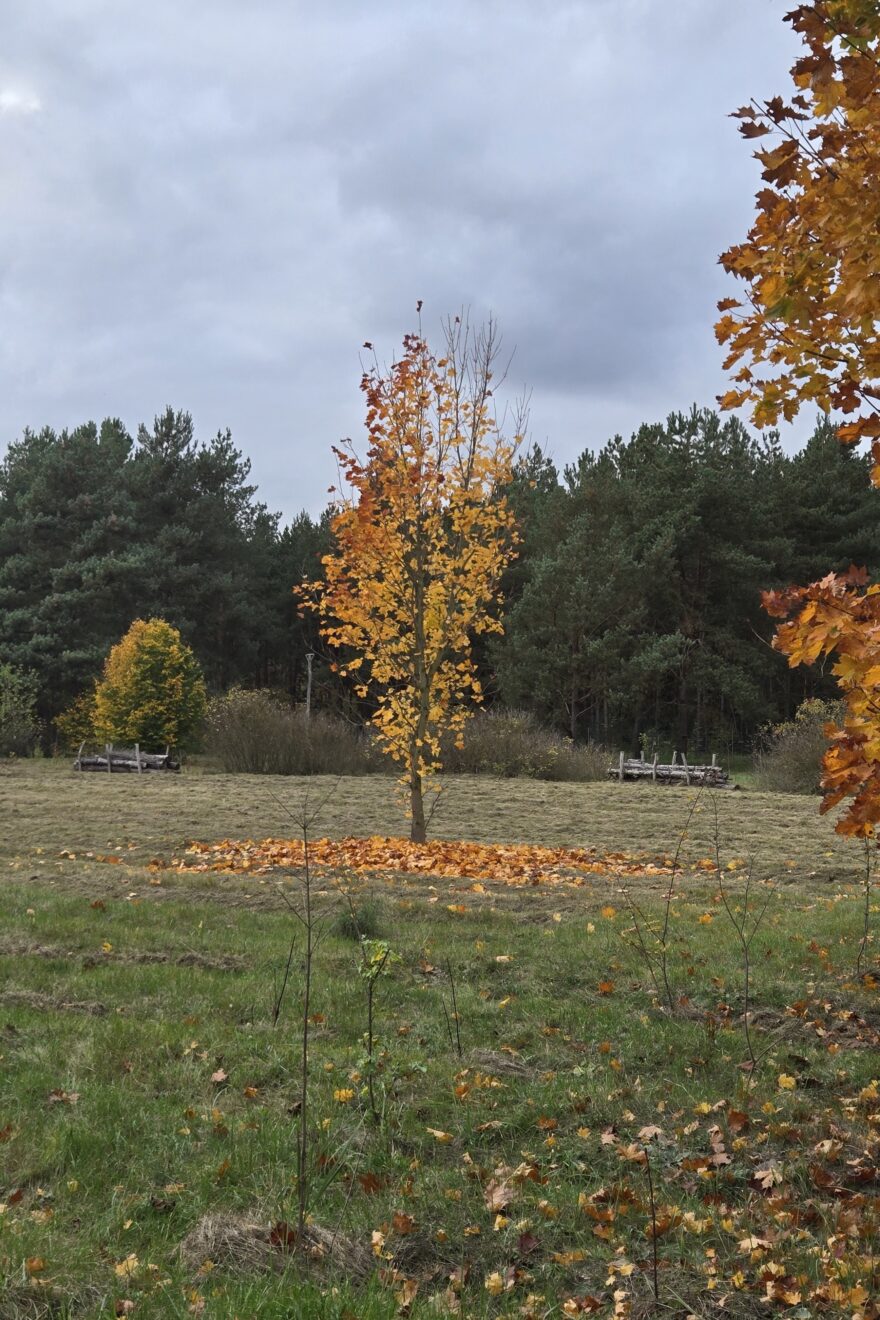 2025-1017 Coaching-Wanderung Wuhlheide