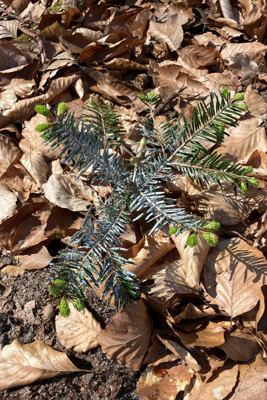 BVMW Zukunftswald