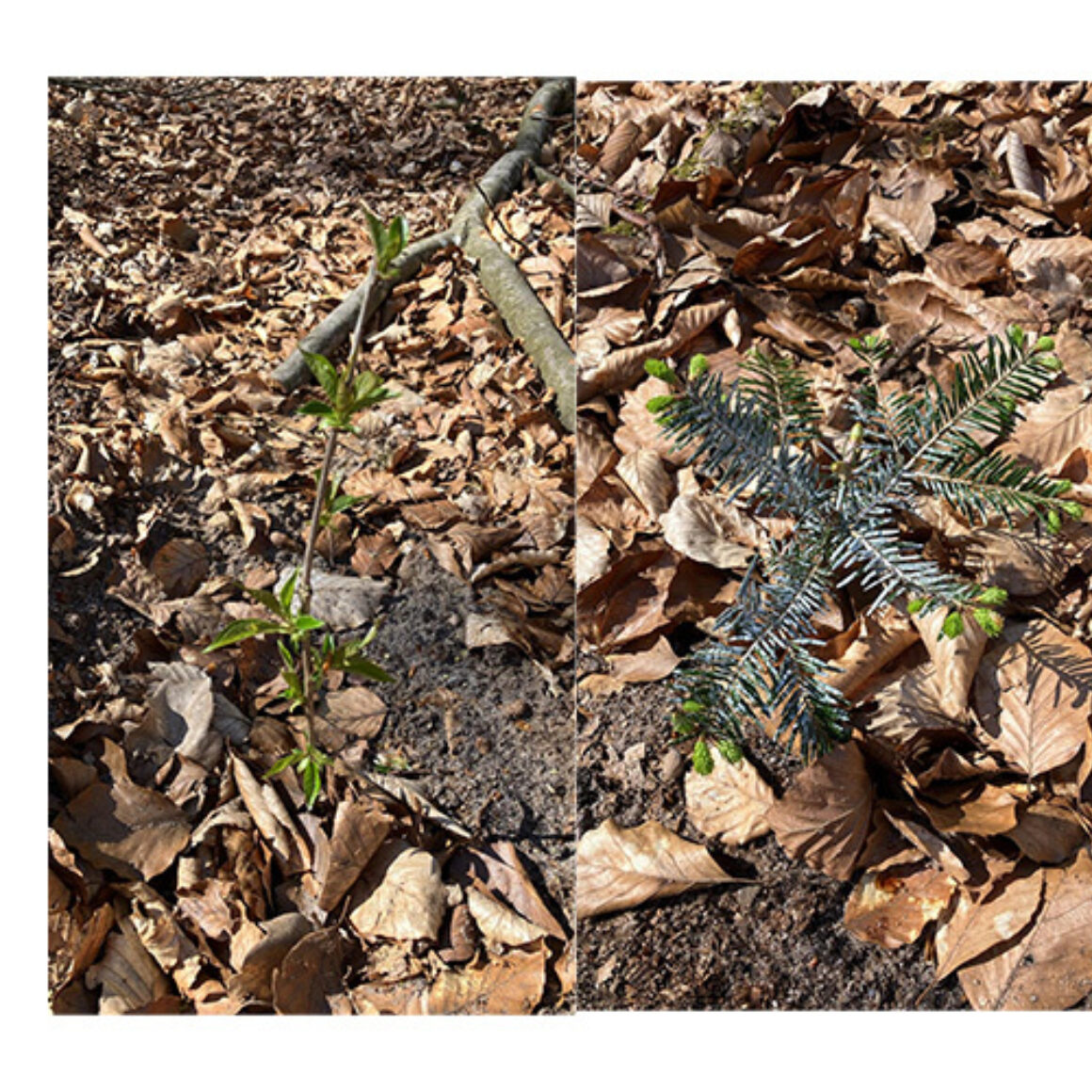 Zukunftswald Norddeutschland