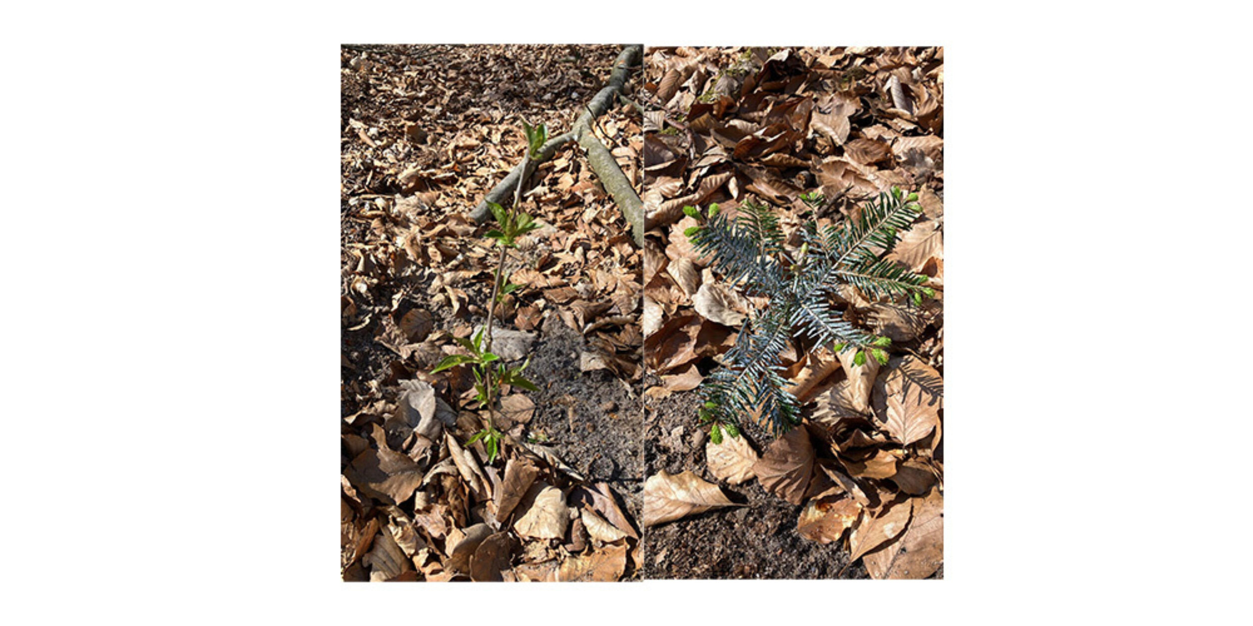 Zukunftswald Norddeutschland
