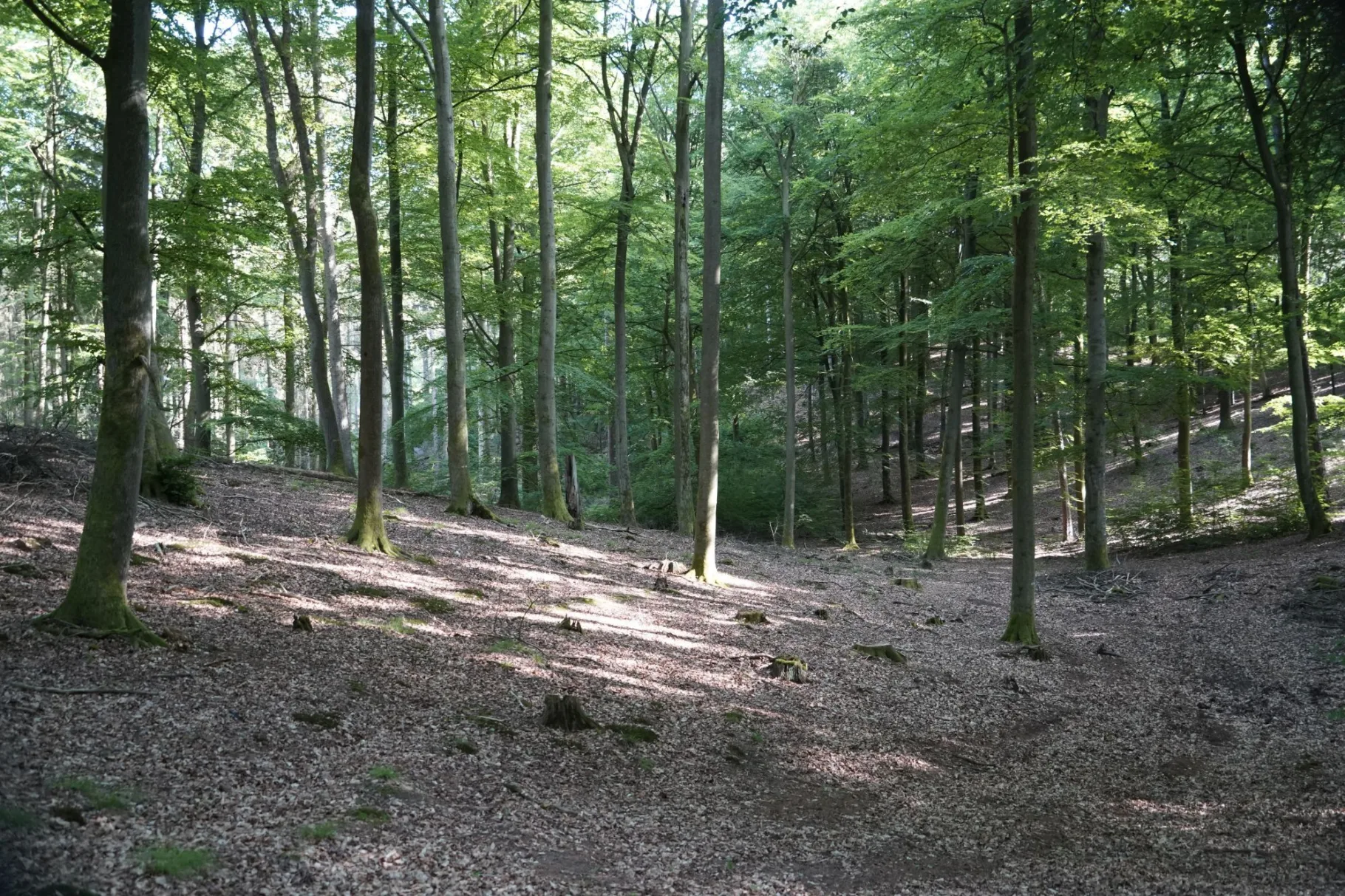 Wald2a