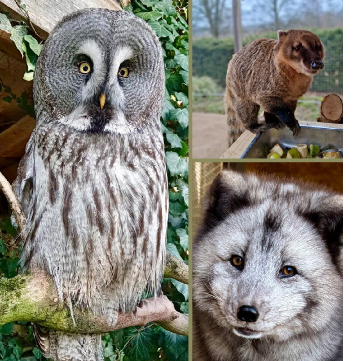 Im Vogelpark Schotten endet die Winterpause - am 21. März 2026 startet die Saison 2026