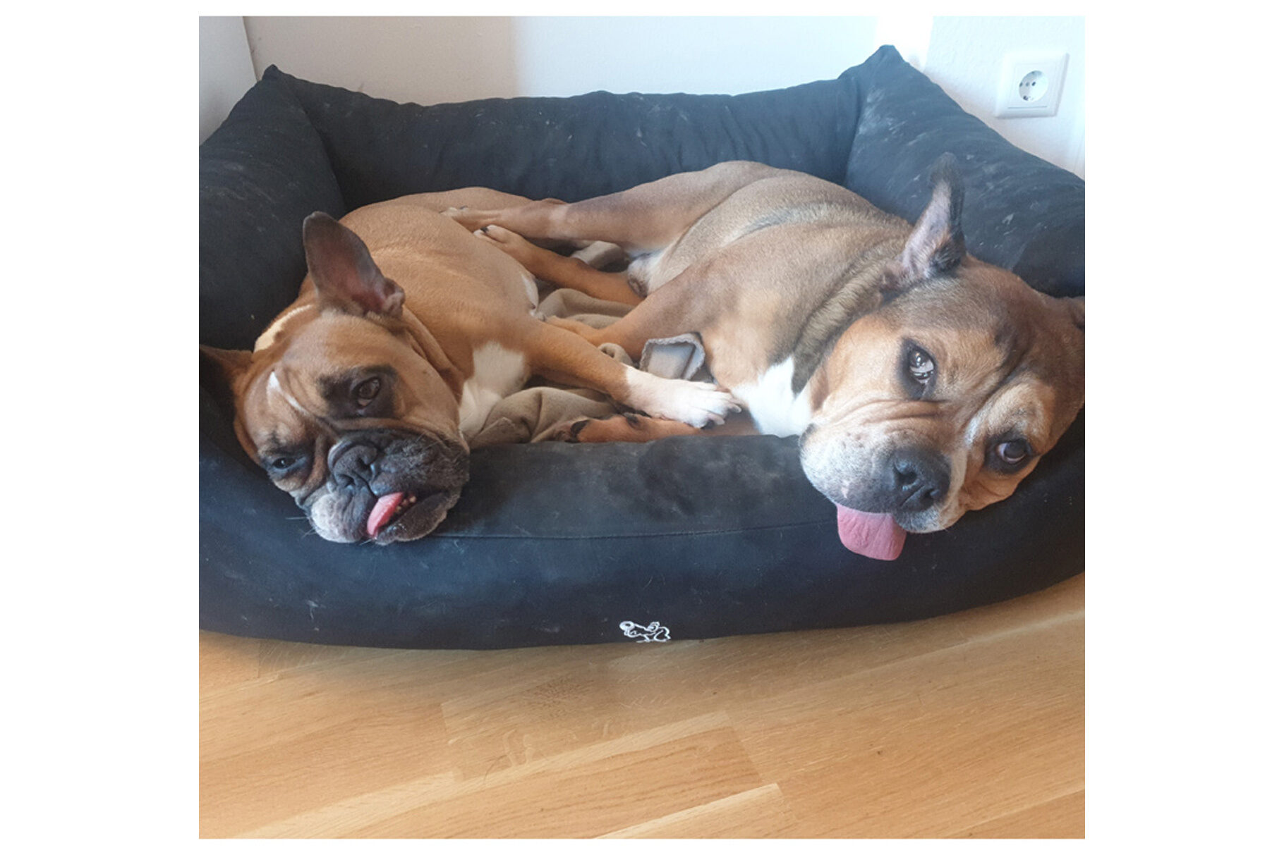 Boris und Piri vom Herrenhof