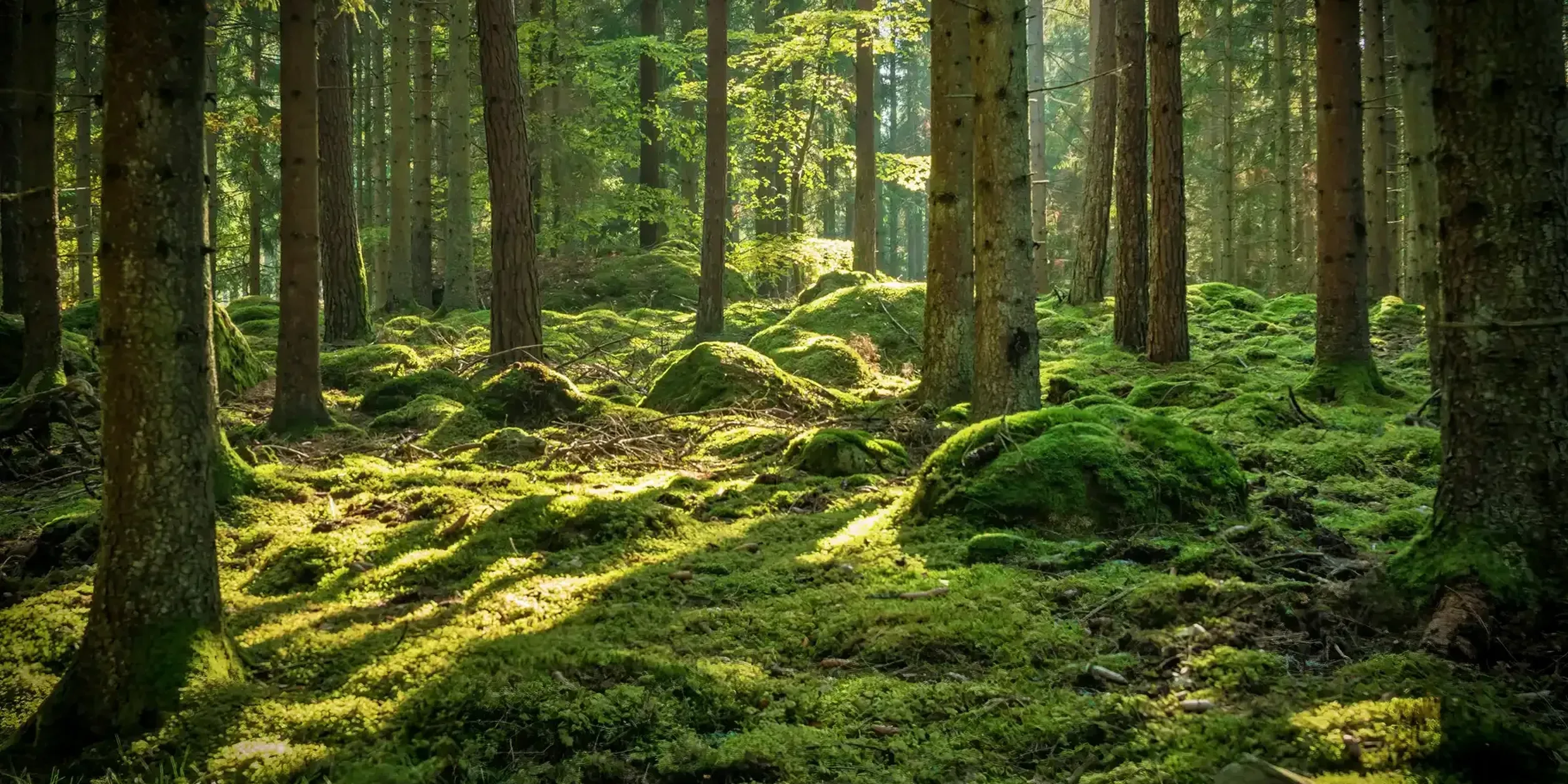Ein Wald mit vielen grünen moosbedeckten Bäumen